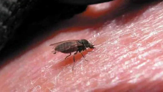 Best Sandfly Repellent