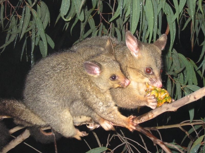 What do Possums Eat?