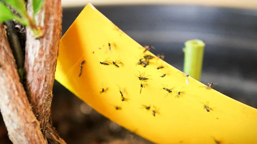 10 Effective Methods for Getting Rid of Gnats in Your Home