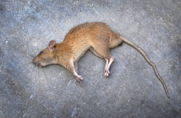 Hantavirus in Australia