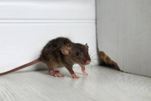 Keep Your Home Safe: Understanding the Dangers of Rodent Droppings