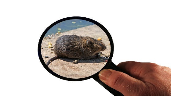 signs of a rat infestation