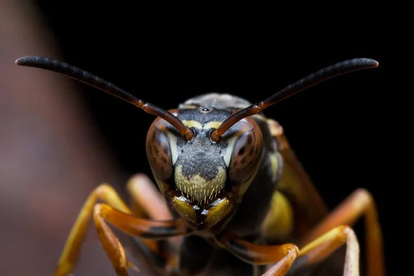 How to Get Rid of Wasps