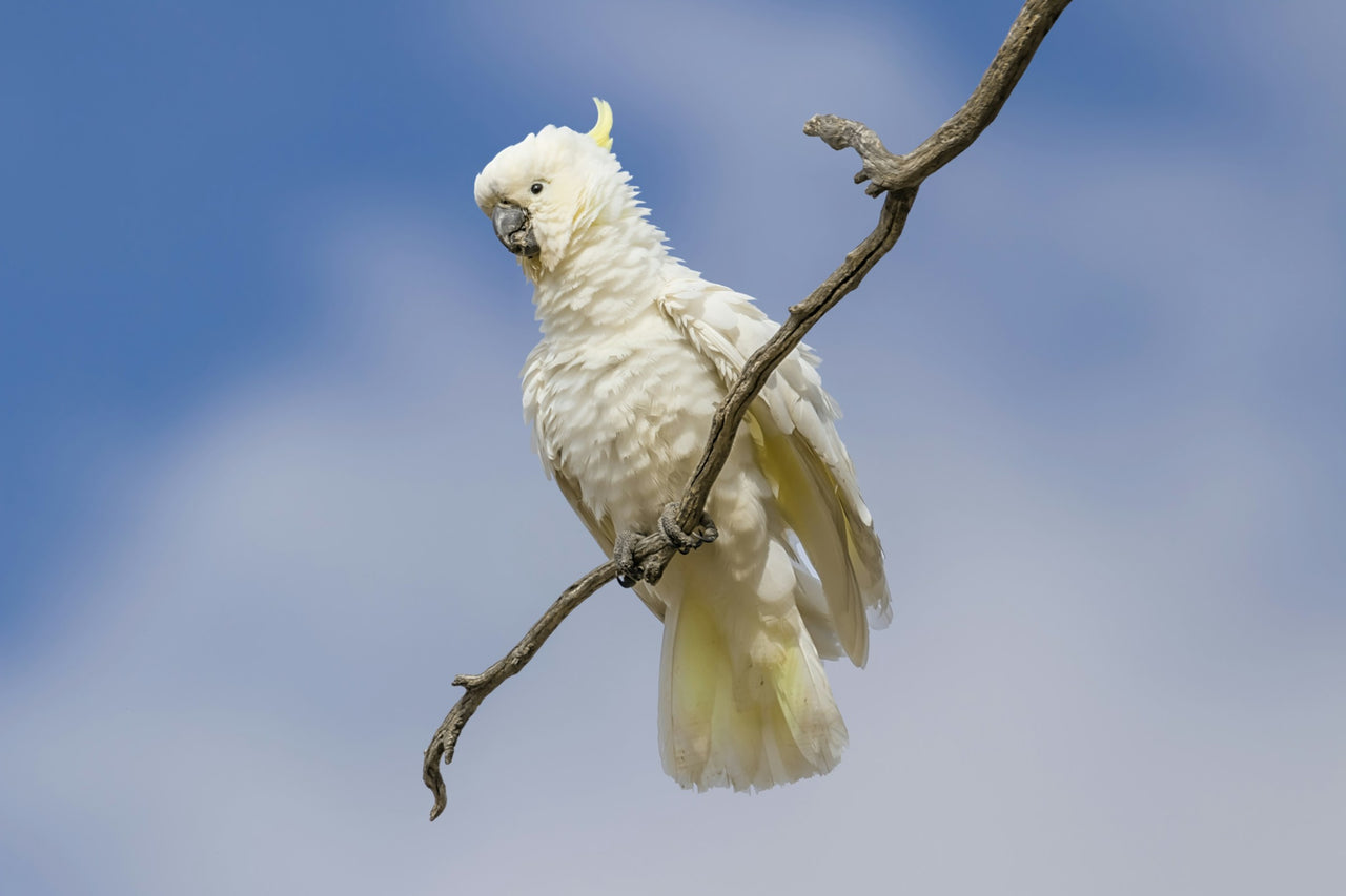 Eco-Friendly Bird Control Solutions