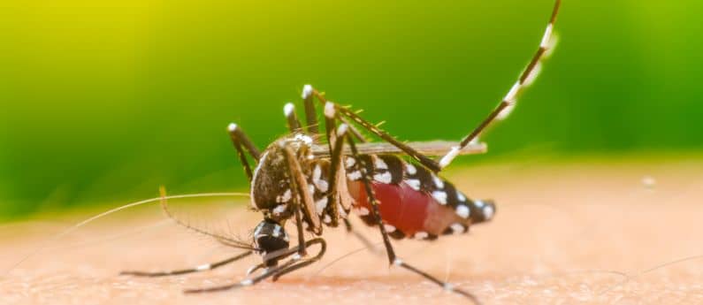 mozzie control