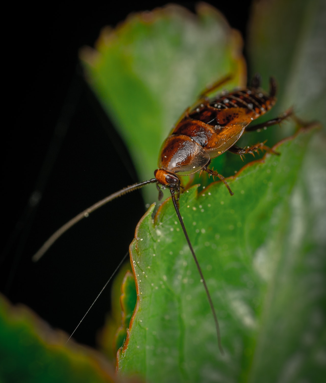 cockroach pest control, 3