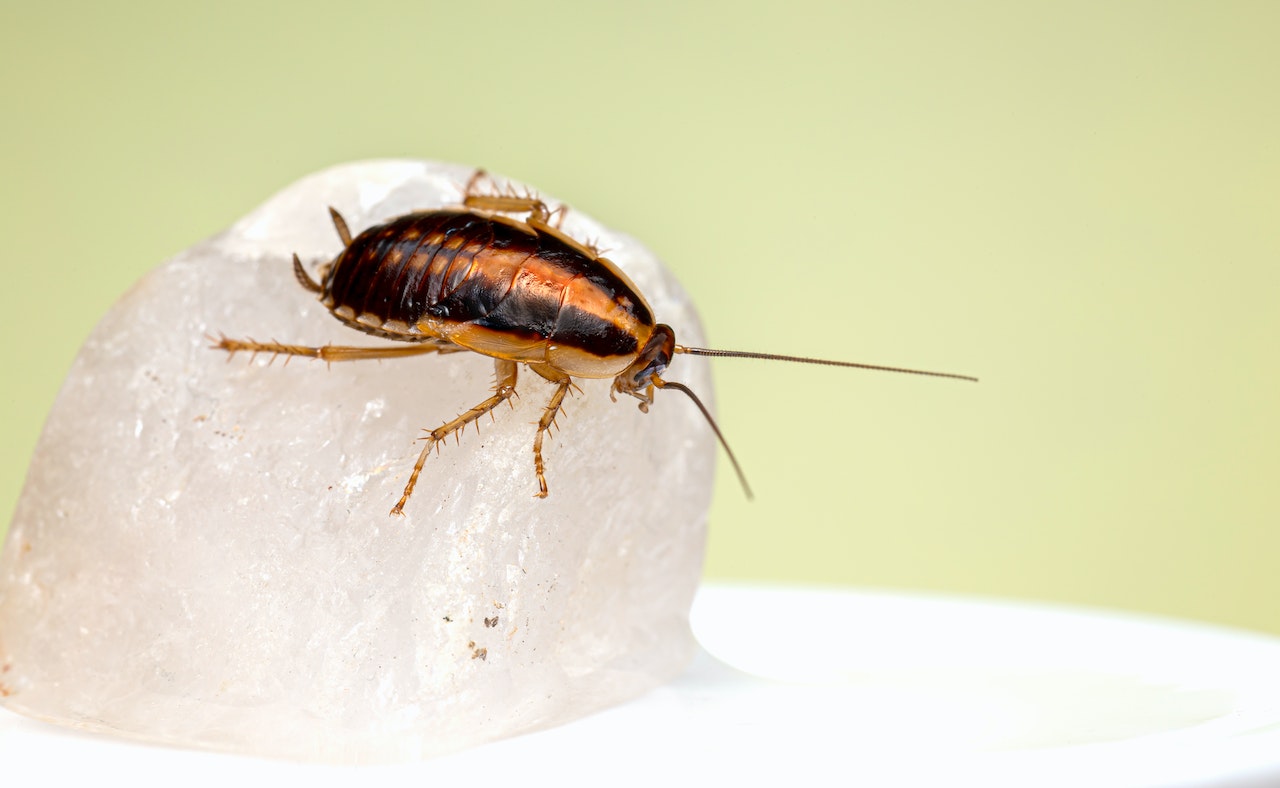 cockroach pest control, 2