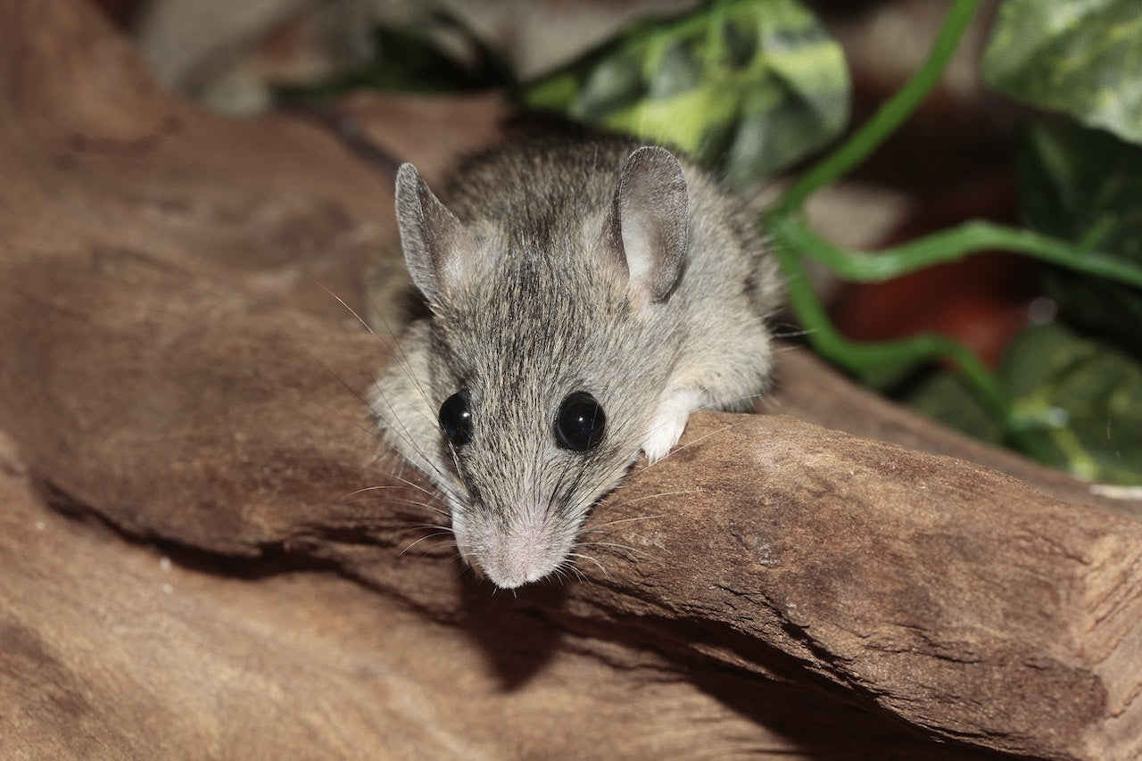 mice and rats repellents for commercial use, 2