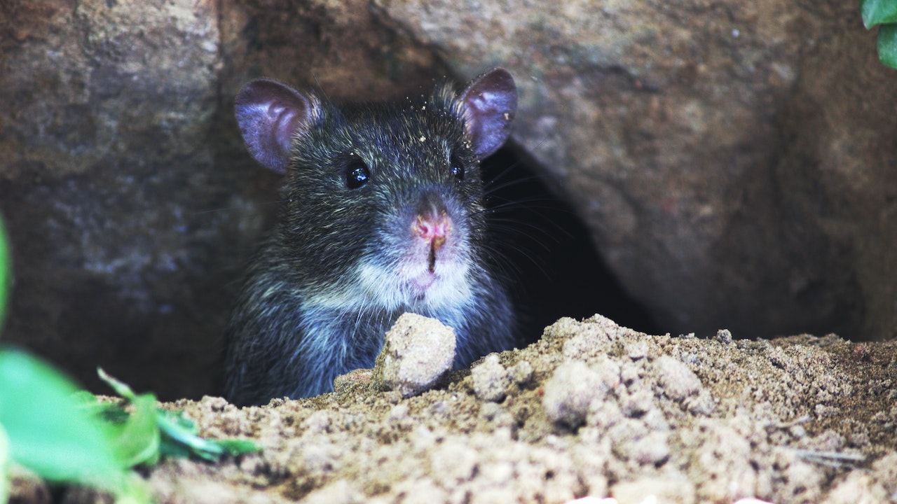 mice and rats repellents for commercial use, 3