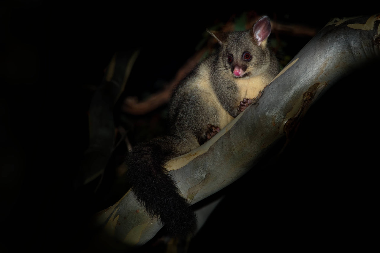 deterrent for possums
