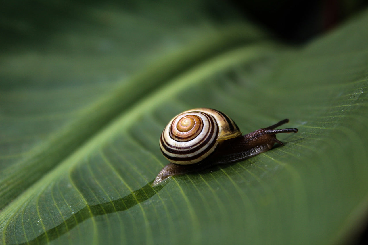 EnviroBug’s Natural Snail and Slug Repellent Approach - EnviroBug