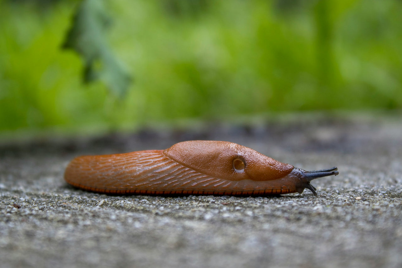 Tiny Pests, Big Impact: The Damage Caused by Slugs and Snails - EnviroBug