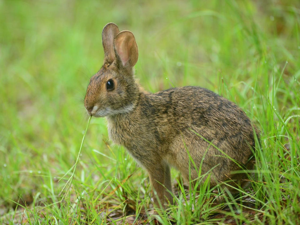 How to get rid of rabbits