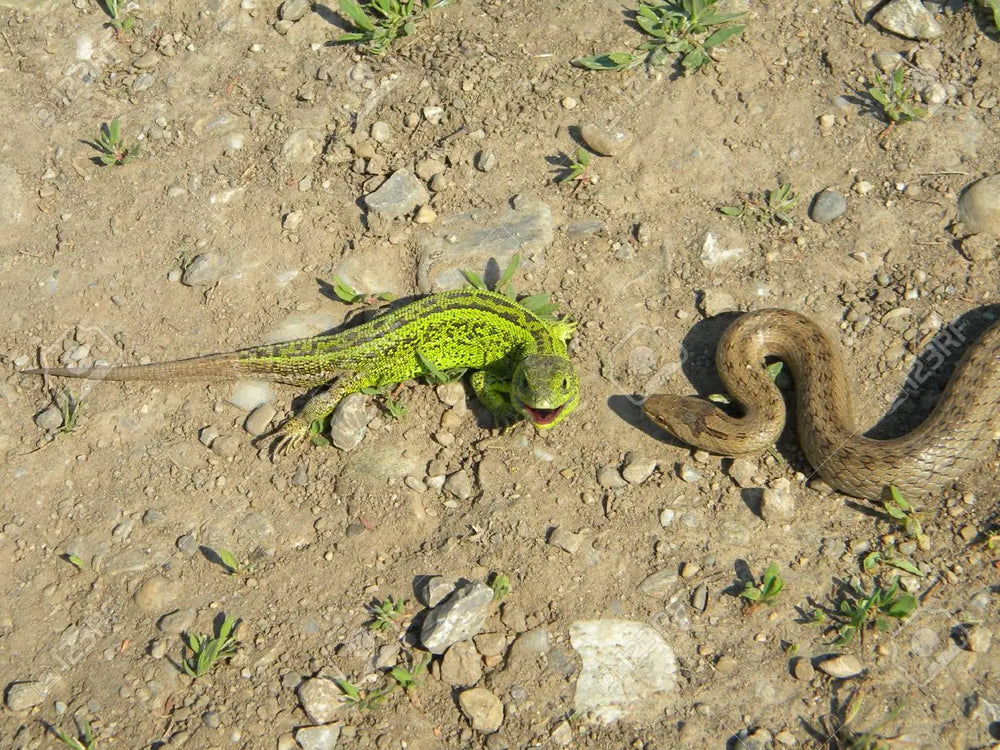 Are Lizards Repelling Snakes?