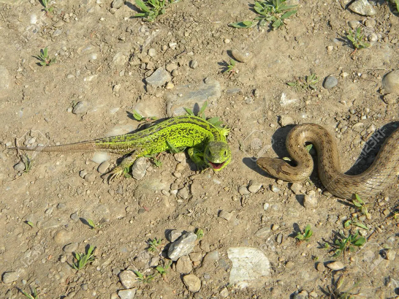 Are Lizards Repelling Snakes?