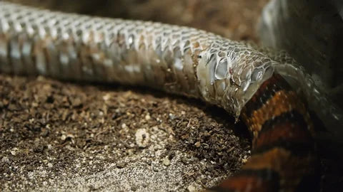 Why do Snakes Shed Their Skin?
