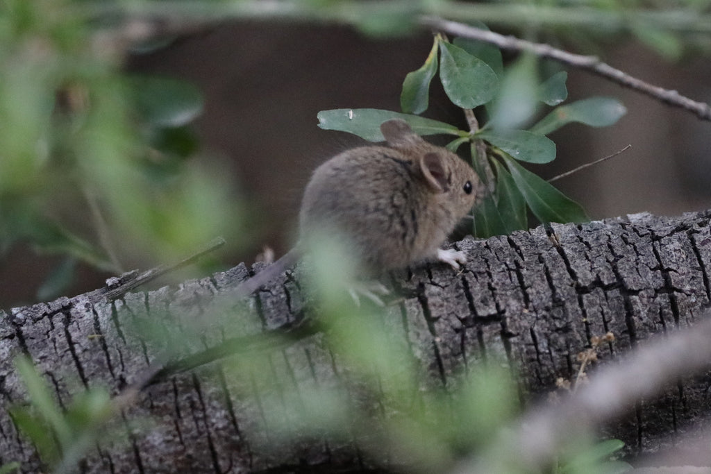 How to Humanely Trap Mice: Simple And Safe Methods