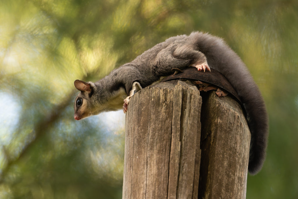 Possums vs Rats - How to Identify an Infestation