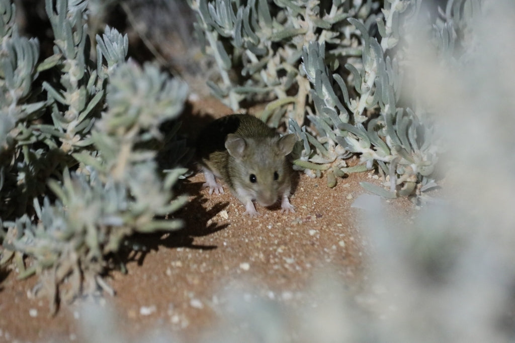 Australian Pest Dropping Guide