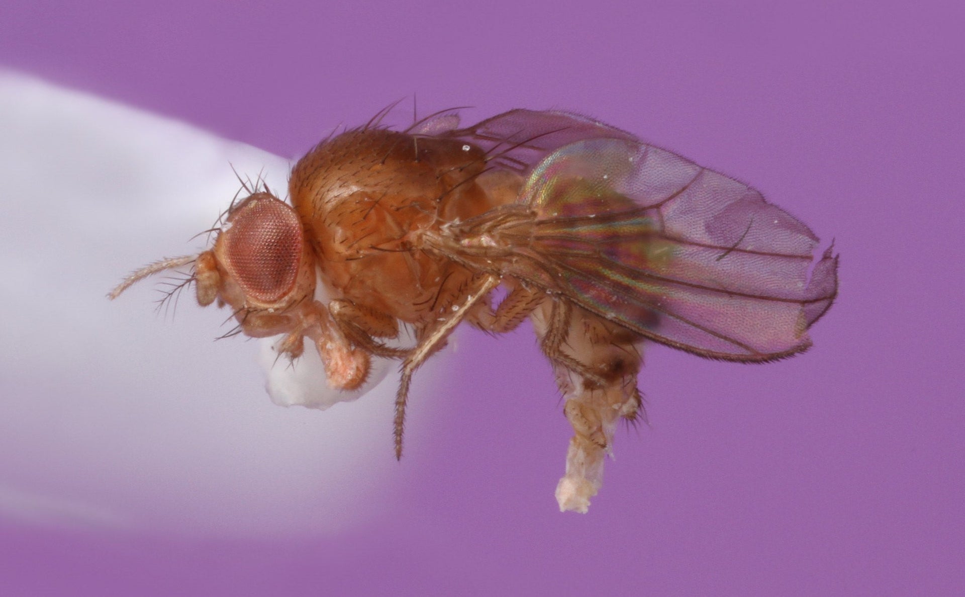 Fruit Fly