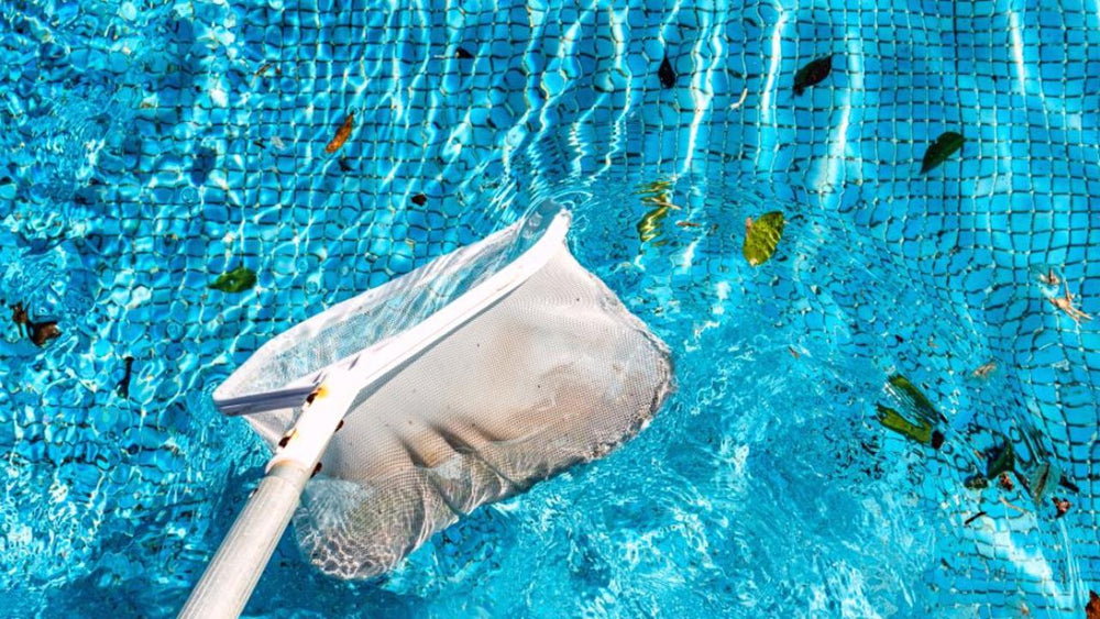 Find Out If You Should Be Worried About Mosquito Larvae in Pool and How to Get Rid of It