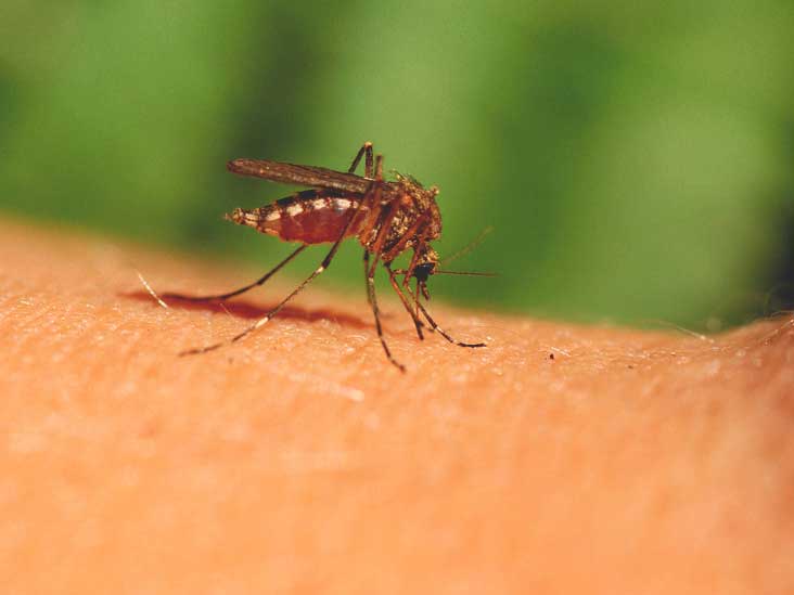 Get The Questions Answered: Why Don't Mosquitoes Bite Me, Or Bite Me More Than Others?