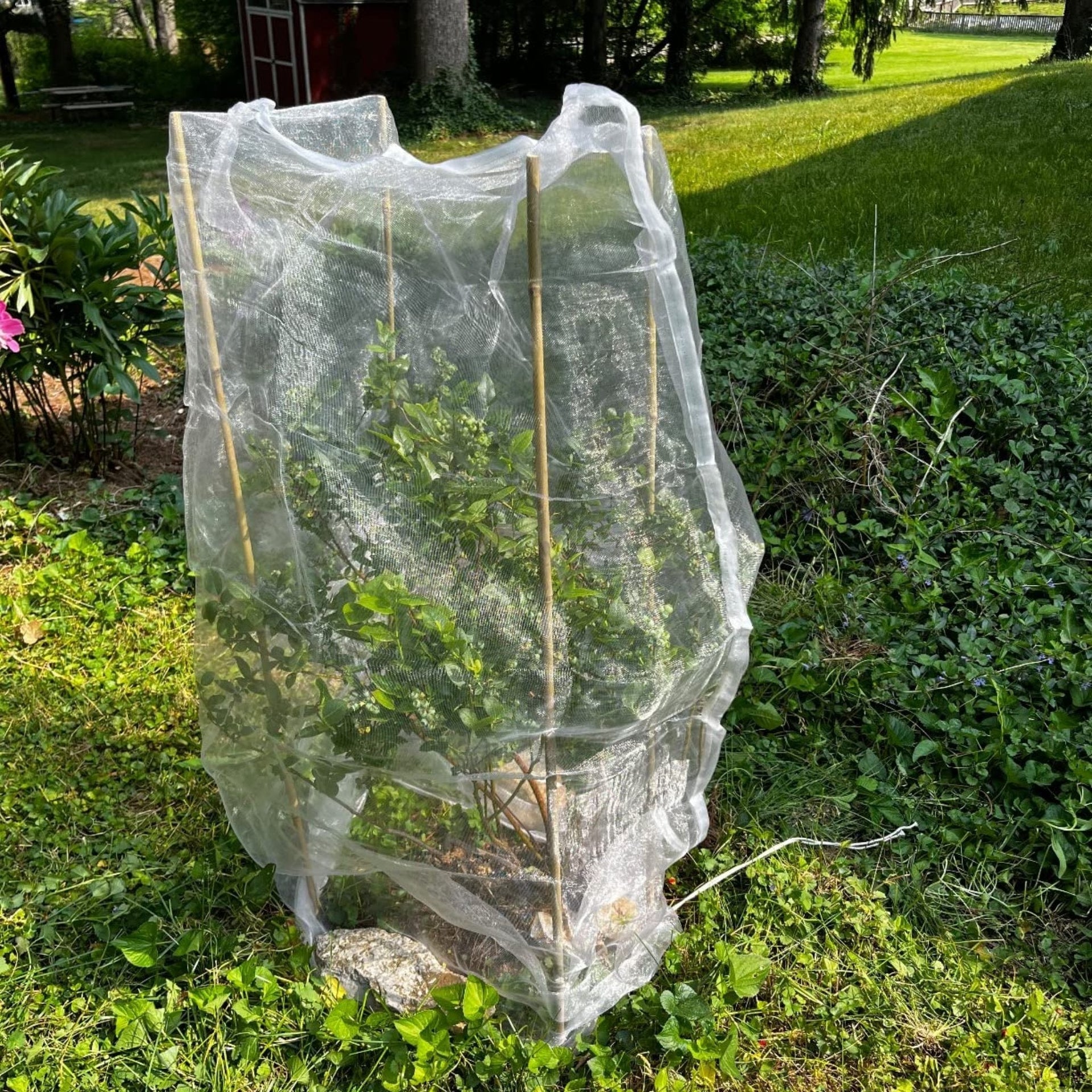 Everything You Need to Know About Wildlife-Friendly Fruit Tree Netting