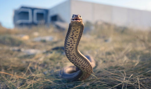 Australian Snake Identification Chart