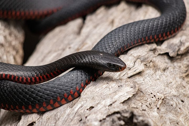 What Smells do Snakes Hate?