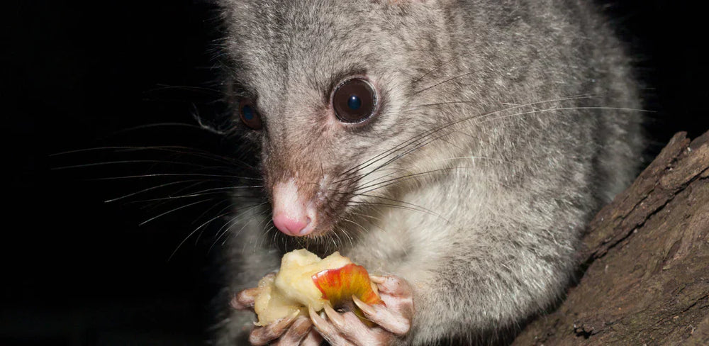 A possum in a garden, representing the possum problem in residential areas