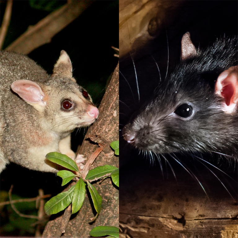 Possum VS Rat What Makes Them Different? Envirobug