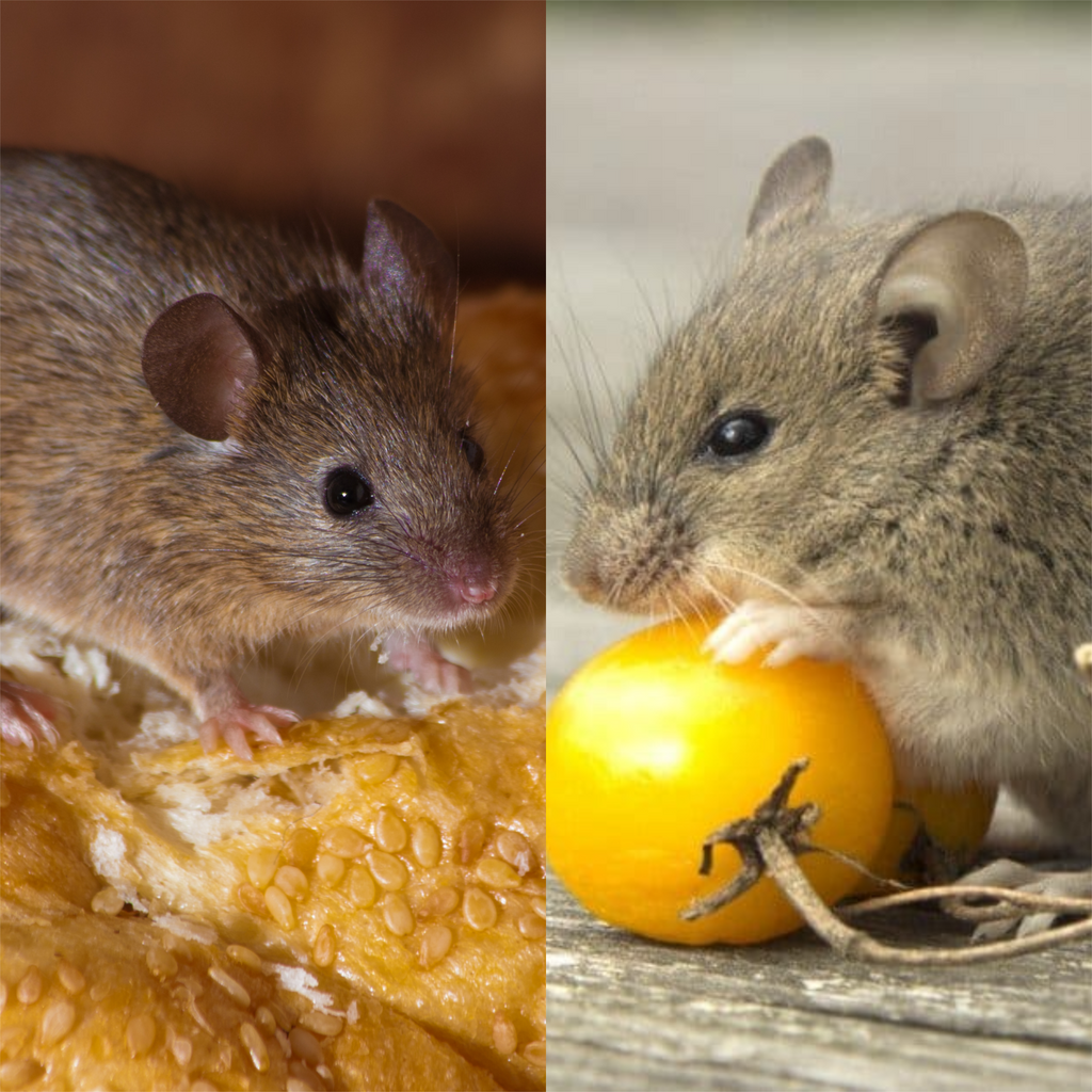 A Comprehensive Look At The Difference Between Mice And Rats – Envirobug