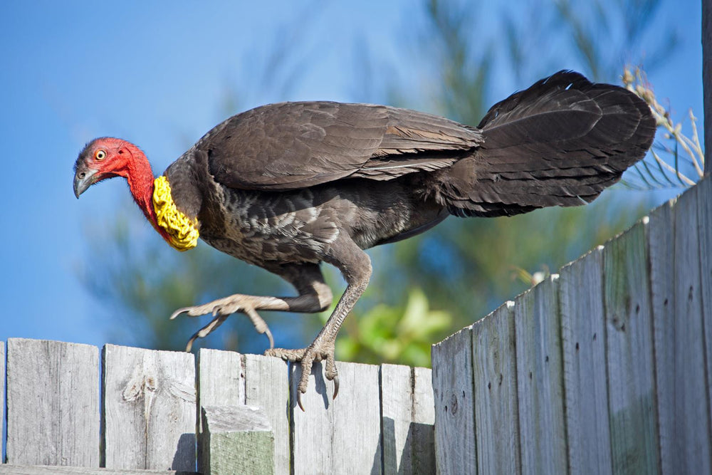 Keeping Your Yard Free from Bush Turkeys