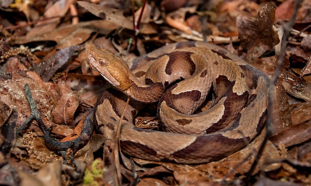 Australian Copperhead Snake