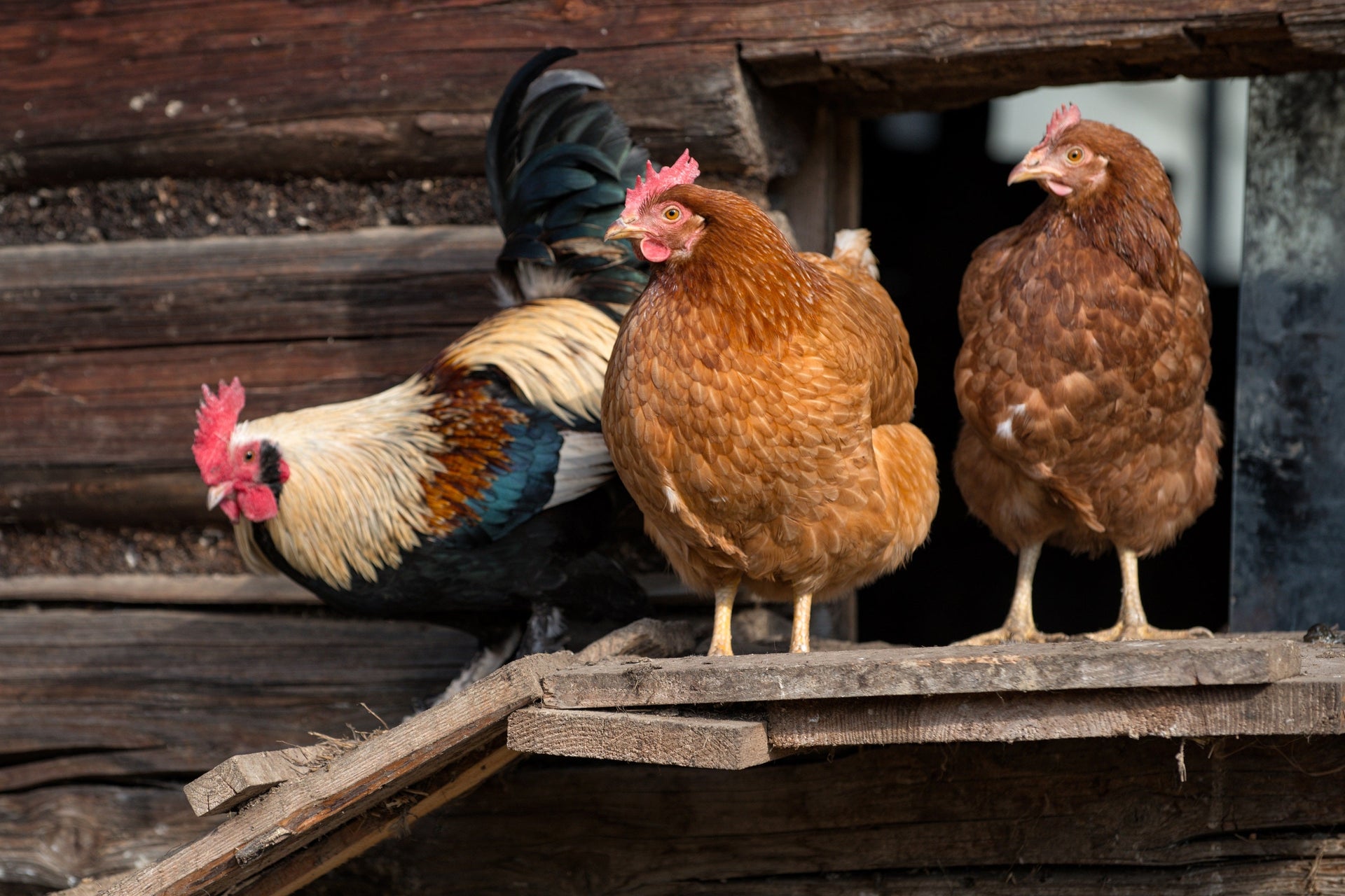 Do Chickens Attract Snakes?