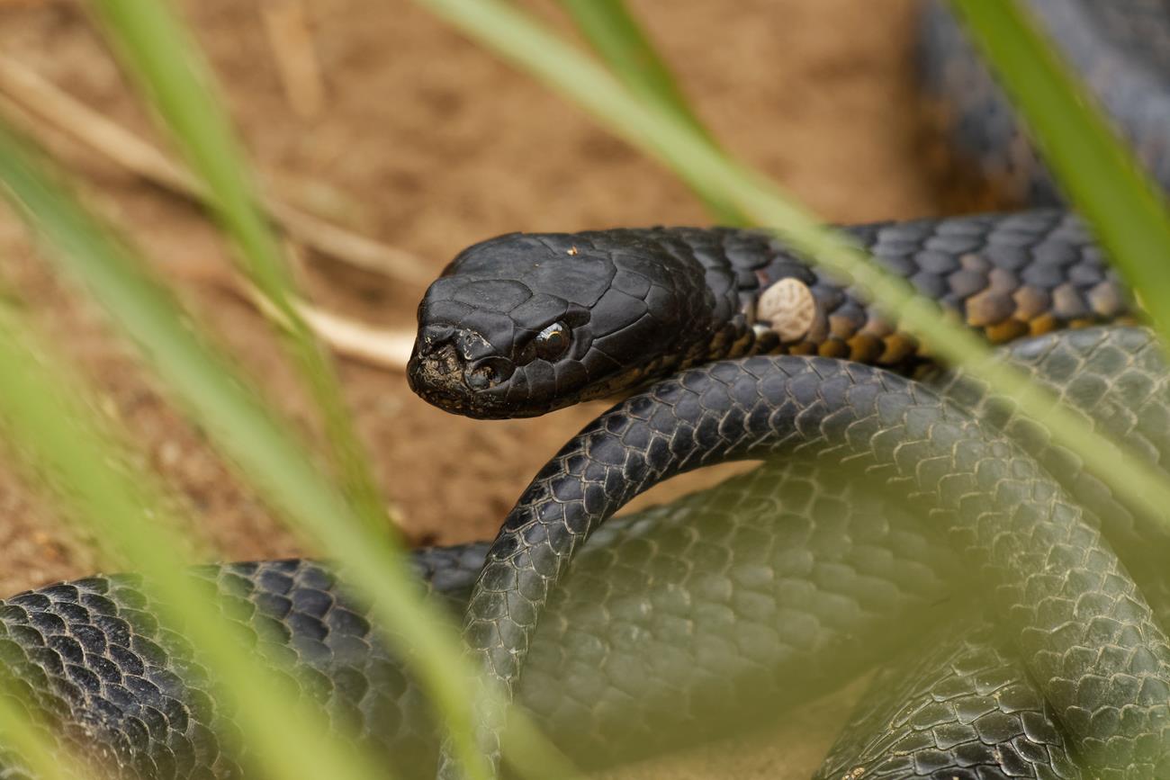 The Fastest Snake in the World