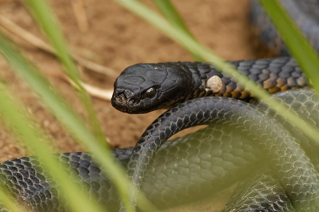 The Fastest Snake in the World – Envirobug