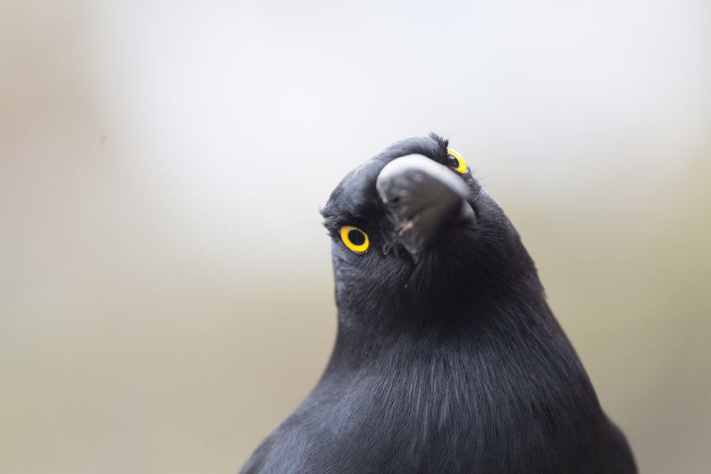 Black Currawong (Strepera fuliginosa) - Image of a black currawong, native to Tasmania