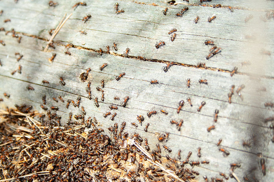 Detecting Insect Infestation Signs in Your Home