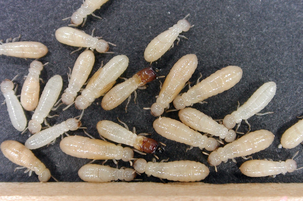 termite nests