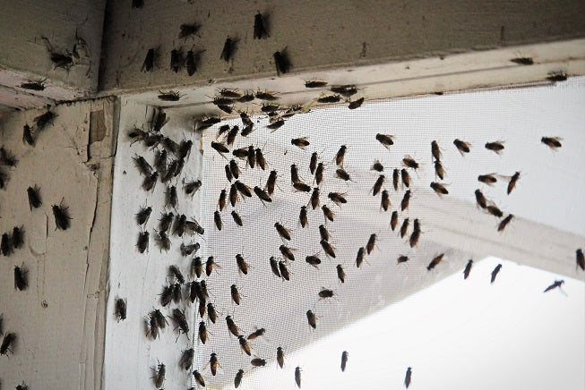 Capturing flies in a household setting.