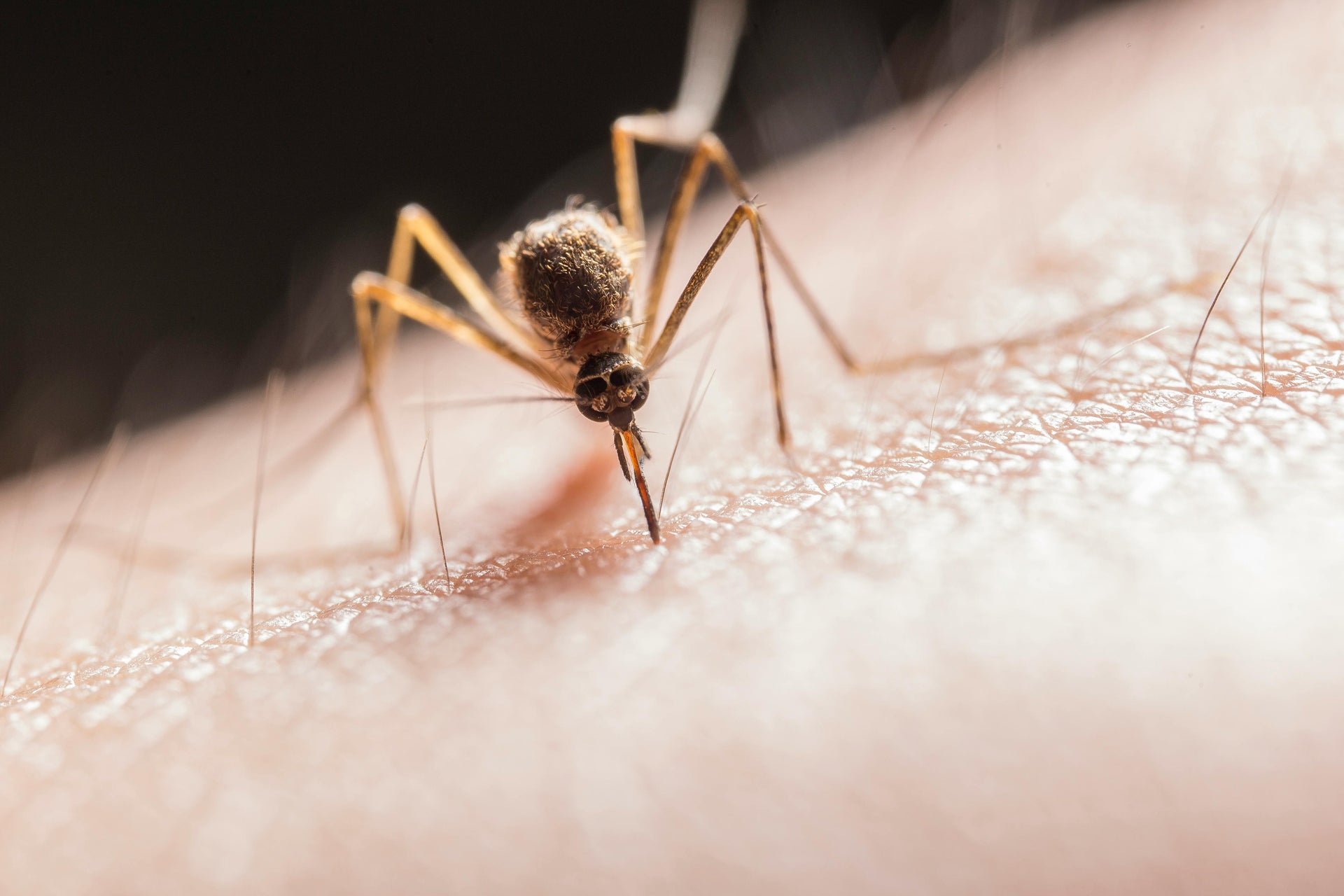 When to Worry About a Mosquito Bite?