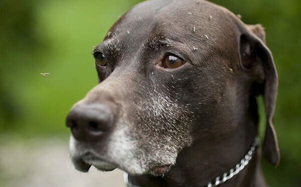 Mosquitoes Bite Dogs