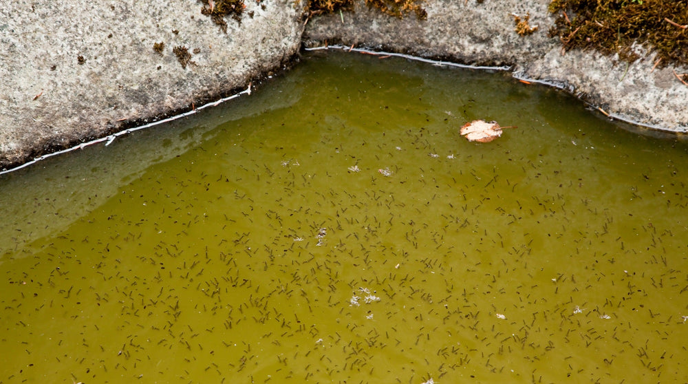How to prevent breeding of mosquitoes in stagnant water