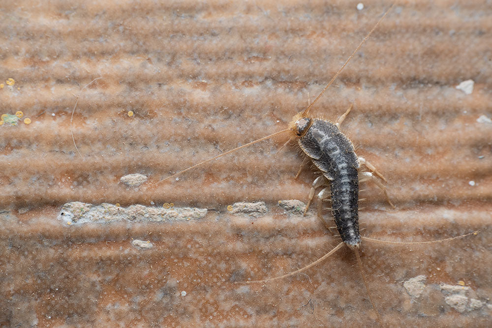 How to Get Rid of Silverfish: Expert Guide & Prevention Tips