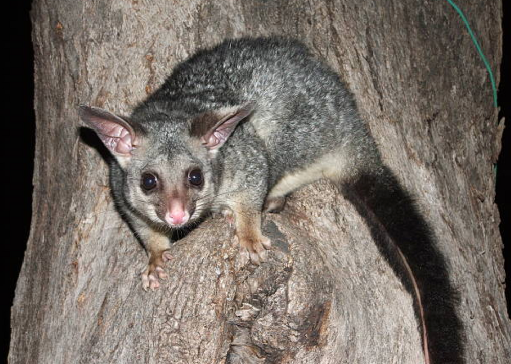 How to Get Rid of Possums