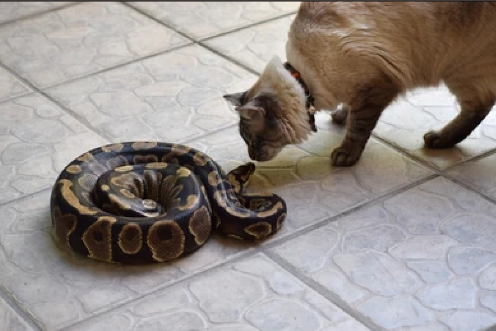 Cats & Snakes: Are They Natural Enemies?