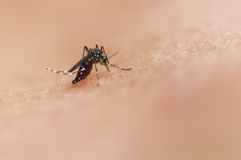 Natural Ways to Get Rid of Mosquitoes