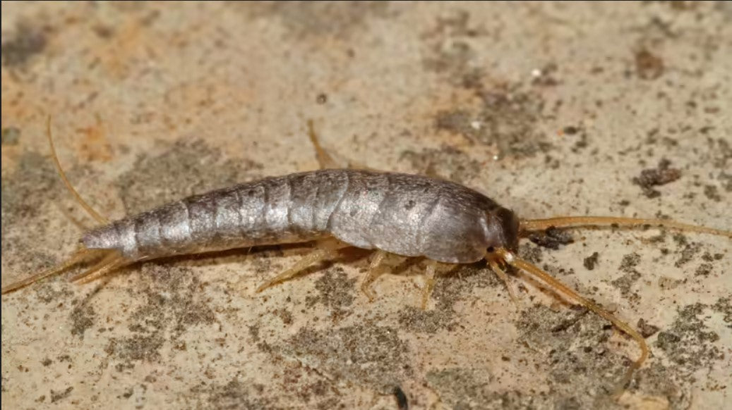 What Are Silverfish Insects?