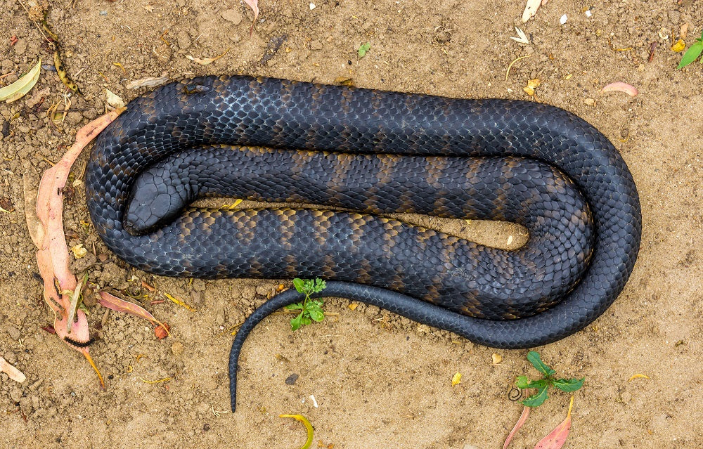 Are Snakes Nocturnal?